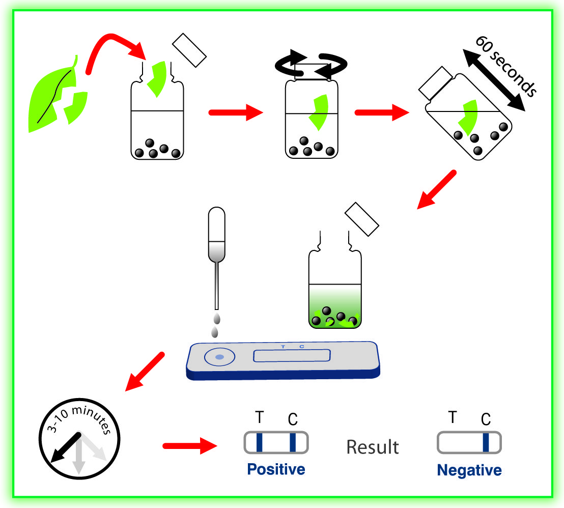 Phytophthora spp. Lateral Flow Rapid Test Fast Delivery