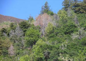 trees infected with Phytophthora