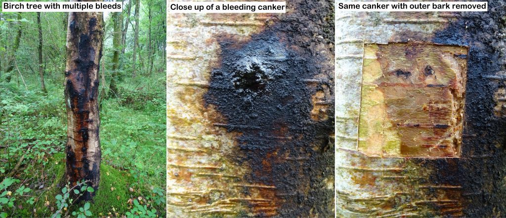 bleeding cankers in birch trees caused by Phytophthora